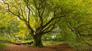 “The Green Guardians: Unlocking the Marvels of Trees”